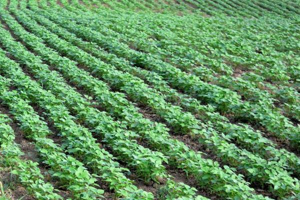 黃豆怎么種植方法,什么時間種