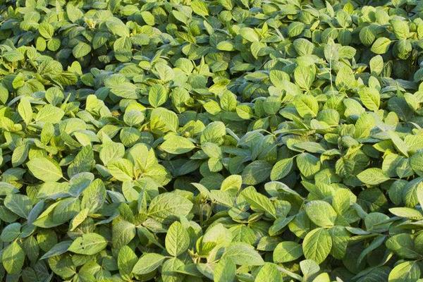 黃豆怎么種植方法,什么時間種