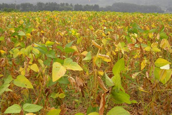 黃豆怎么種植方法,什么時間種