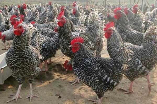 養100只蘆花雞一年利潤多少,市場價多少錢一只