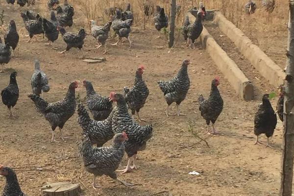 養100只蘆花雞一年利潤多少,市場價多少錢一只