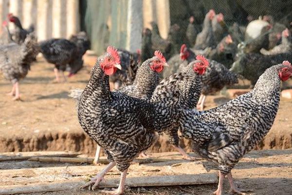 養100只蘆花雞一年利潤多少,市場價多少錢一只