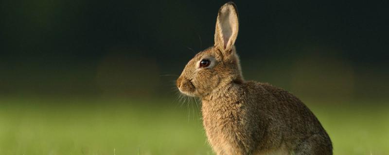 促排三號使用時間,怎么使用