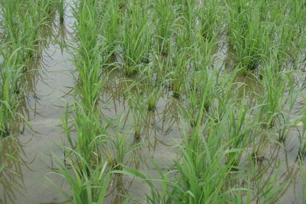 防治二化螟時間，用哪些藥劑