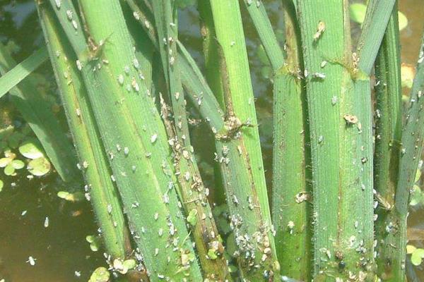 防治二化螟時間，用哪些藥劑