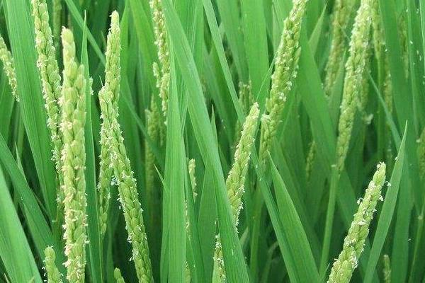 防治二化螟時間，用哪些藥劑