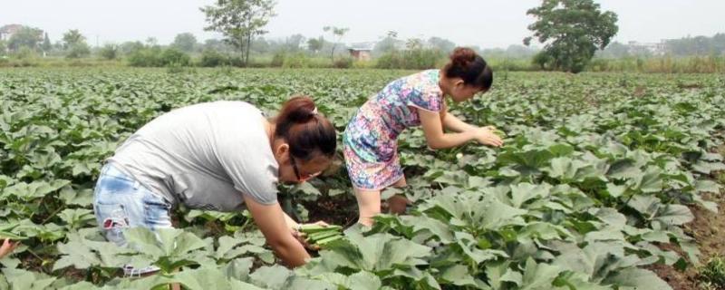 在農村怎么創業掙錢