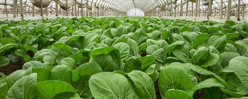 農村有潛力的種植項目有哪些