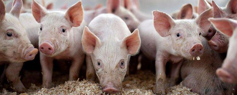 2020年和2021年豬價(jià)如何，理性分析降低風(fēng)險(xiǎn)