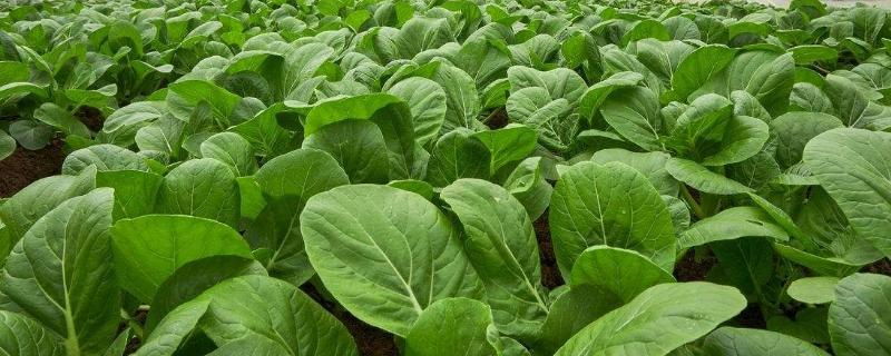 直銷店為何不敵蔬菜配送