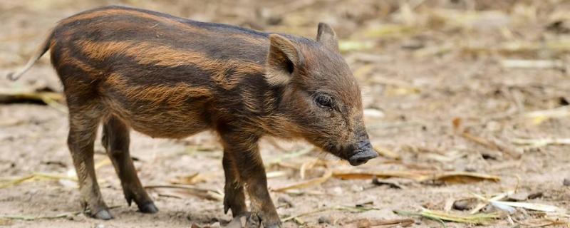 今年養殖什么掙錢