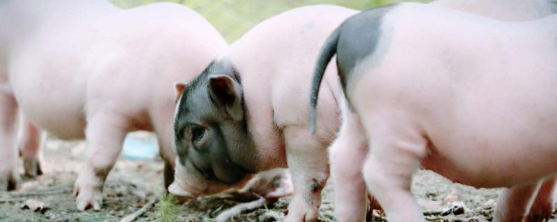 2020養殖什么掙錢快又劃算