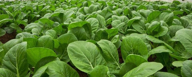 一畝地的蔬菜大棚種植利潤能有多少