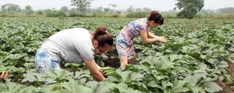 農村賺錢好項目有哪些