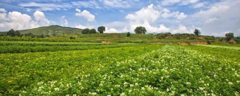 農村掙錢好項目有哪些