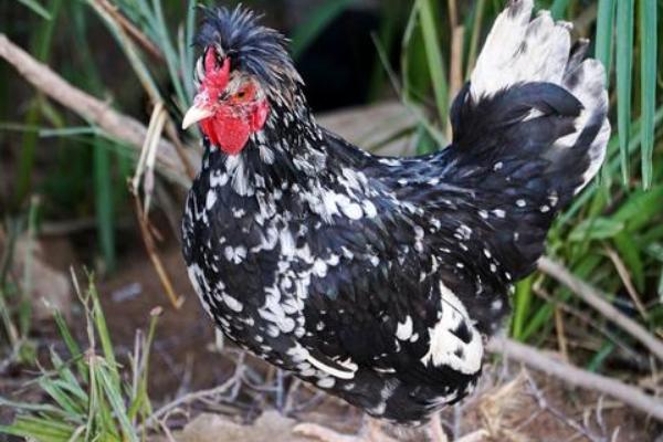 養殖什么掙錢快成本低