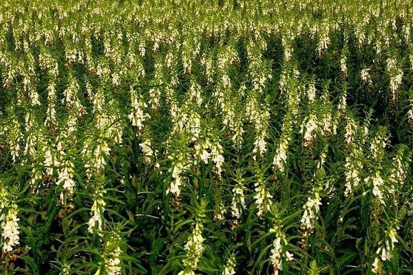 農村賺錢好項目有哪些