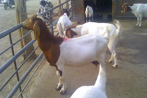 農村賺錢好項目有哪些