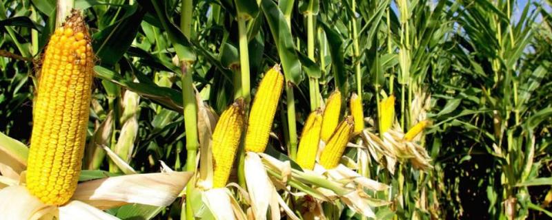 玉米什么時候收割產量高