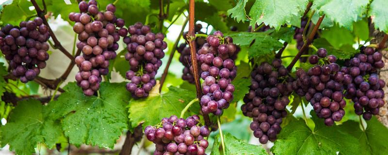 葡萄施高鉀的時間，葡萄鉀含量高嗎