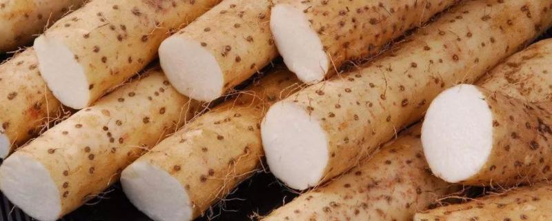 山藥的種植方法與技術(shù)，生長環(huán)境很重要