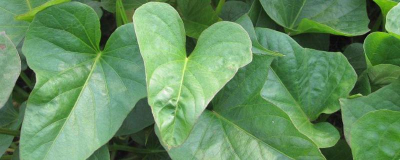 怎樣育紅薯苗出的快又多,附剪苗方法