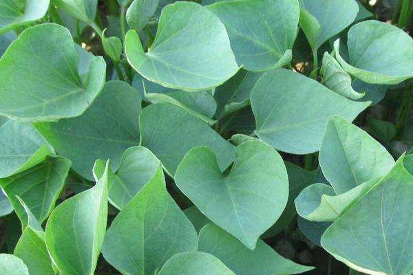 怎樣育紅薯苗出的快又多,附剪苗方法