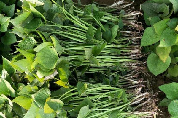 怎樣育紅薯苗出的快又多,附剪苗方法