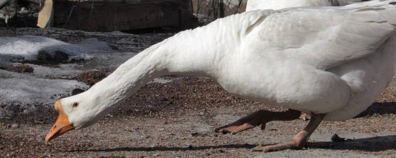 大鵝怎么分公母,圖解告訴你