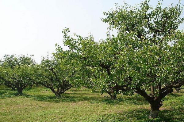 櫻桃樹打藥的時機,上午還是下午,先里還是先外?