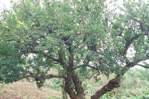 櫻桃樹打藥的時機,上午還是下午,先里還是先外?