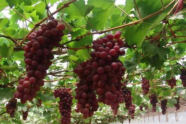 葡萄施肥的時間,要選對肥期