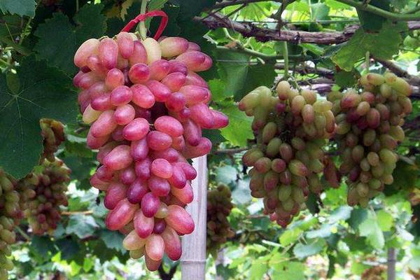 葡萄施肥的時間,要選對肥期