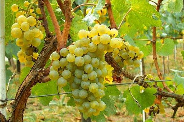 葡萄施肥的時間,要選對肥期