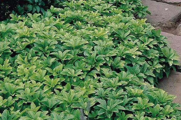 富貴草的養殖方法及養護知識