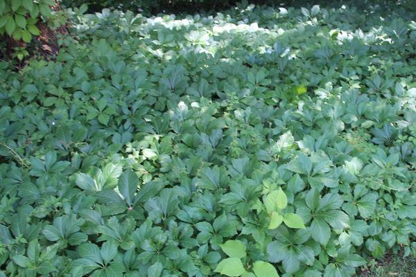 富貴草的養殖方法及養護知識