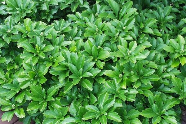 富貴草的養殖方法及養護知識