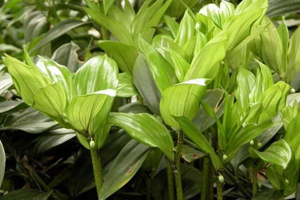 種植什么藥材值錢，好種是關鍵