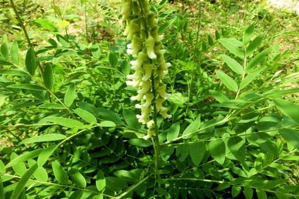 種植什么藥材值錢，好種是關鍵
