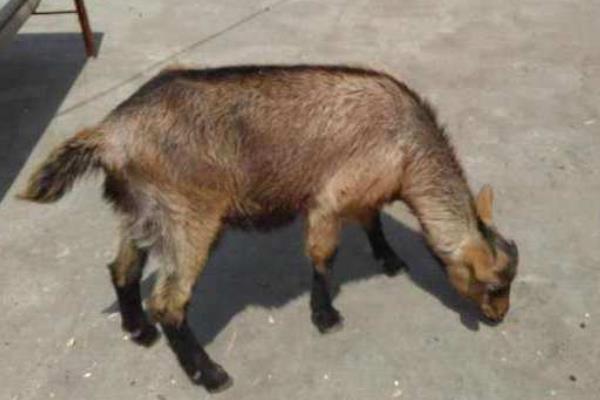 鹿羊多錢一只,在哪里買