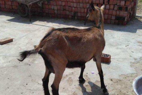 鹿羊多錢一只,在哪里買