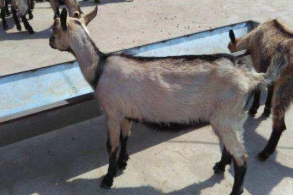 鹿羊多錢一只,在哪里買