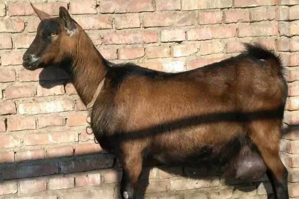 鹿羊多錢一只,在哪里買