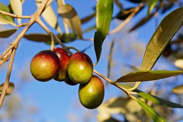油橄欖樹苗多少錢一棵,常見尺寸為三公分