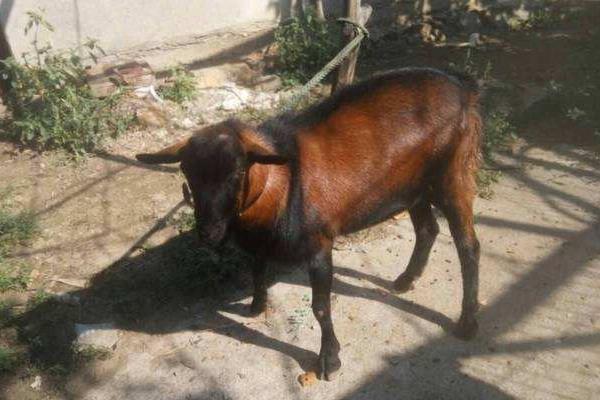 鹿羊多錢一只,在哪里買