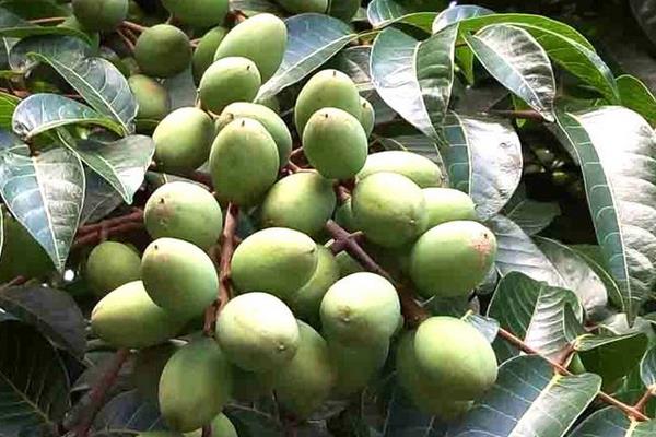 油橄欖樹苗多少錢一棵,常見尺寸為三公分