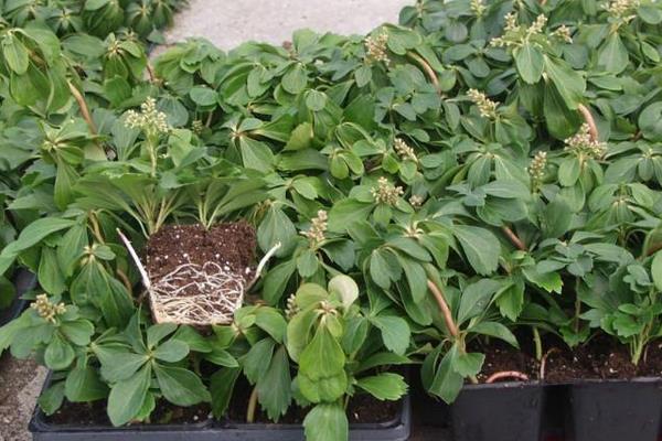 富貴草的養殖方法及養護知識