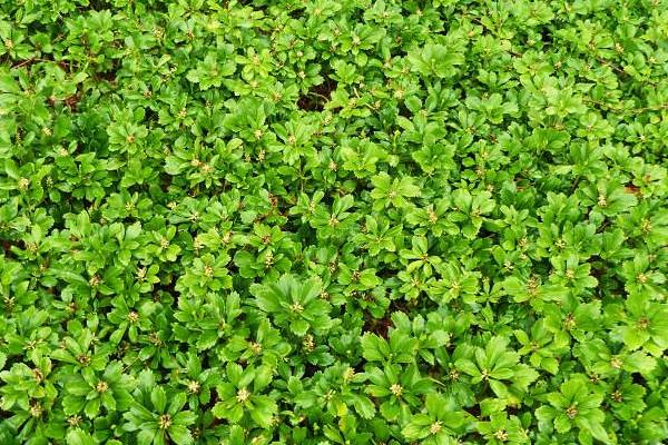 富貴草的養殖方法及養護知識