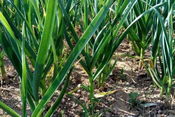 大蒜澆水時間，種下去要不要天天澆水