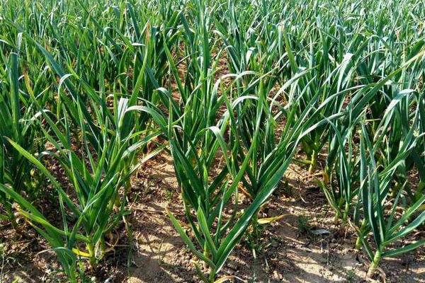 大蒜澆水時間，種下去要不要天天澆水